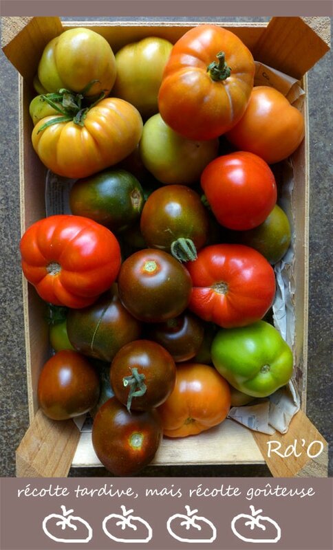 recolte-tomates-blog