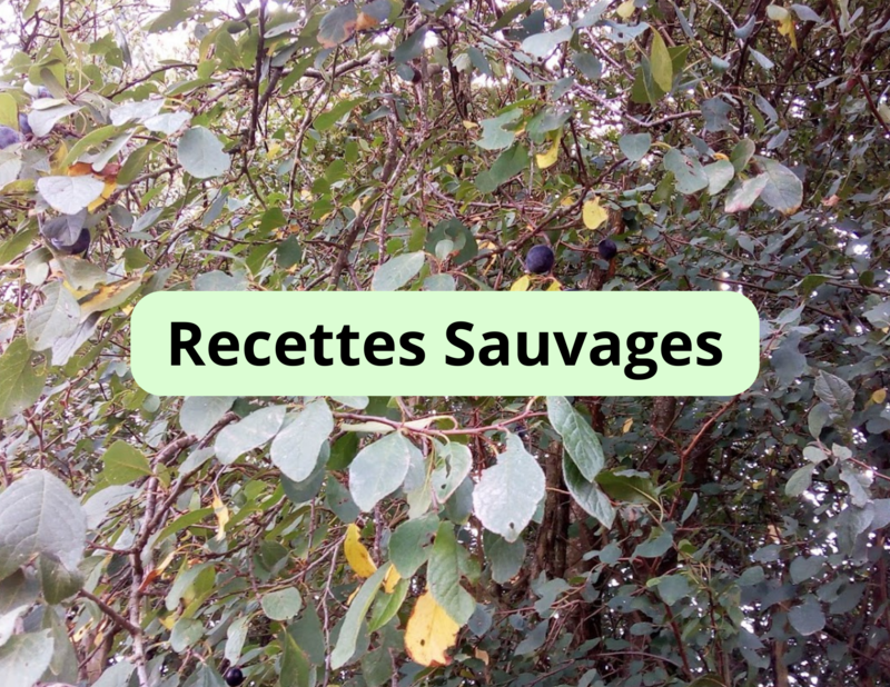 00 Recettes Sauvages