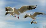 seagull-659344_960_720