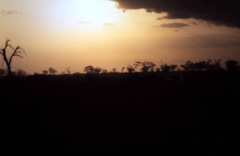 amboseli elephant mm