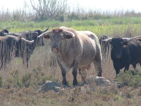 camargue_2010_027