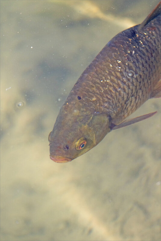 Poisson rivière bouche 2 300319