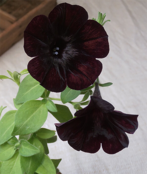 petunia_noir_a