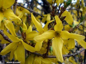 Forsythia x intermedia Spectabilis