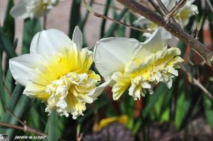 Narcisse-Ice-King-3