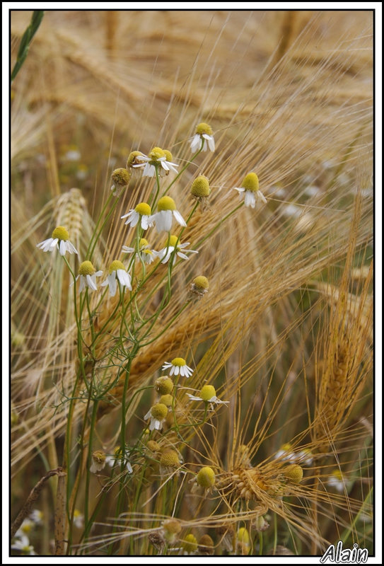 fleur des champs !