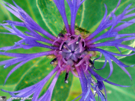 Centaurea_macro