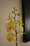 orchid_e5