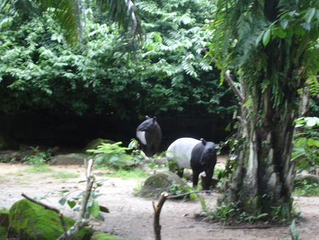 Zoo_de_Singapour__16_