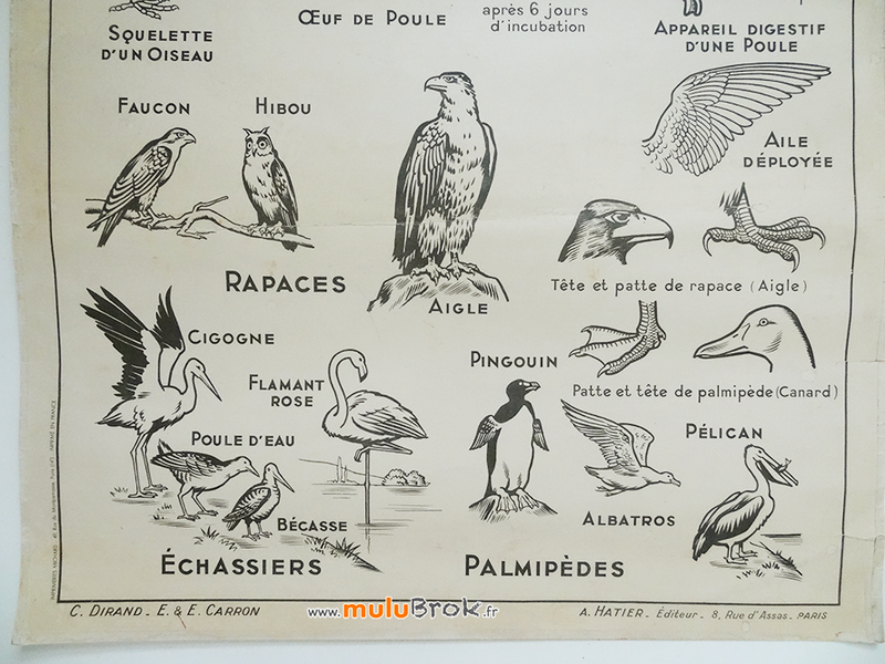 AFFICHE-OISEAUX-Hatier-3-muluBrok-Brocante
