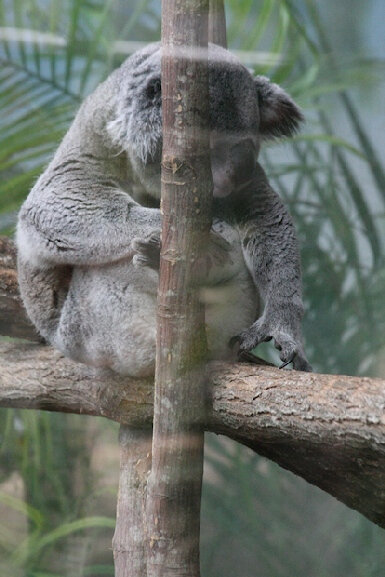 4017-Koala du Queensland_0433