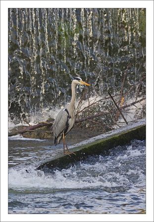 QM_lulu_heron_passe_mur_eau_vertic_200311