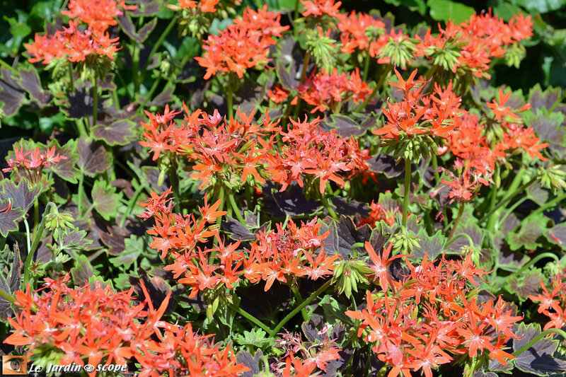 Pélargoniums