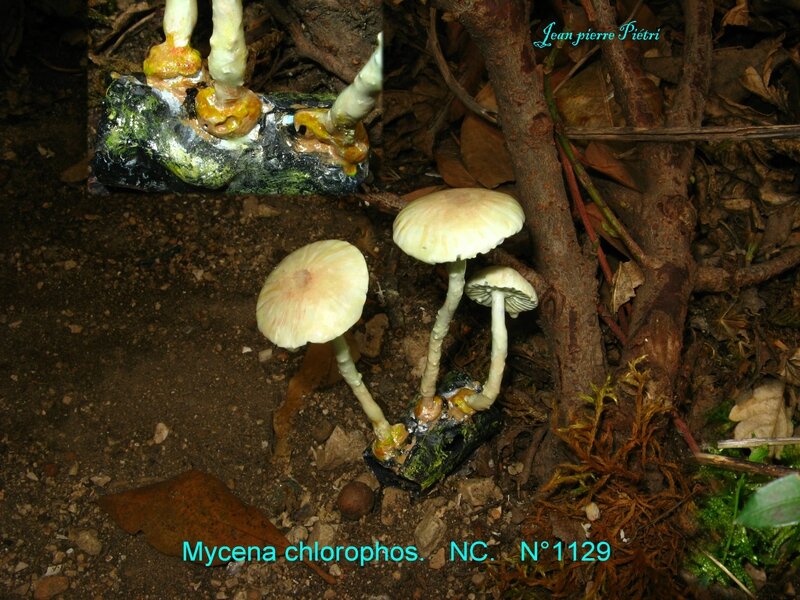 Mycena chlorophos n°1129