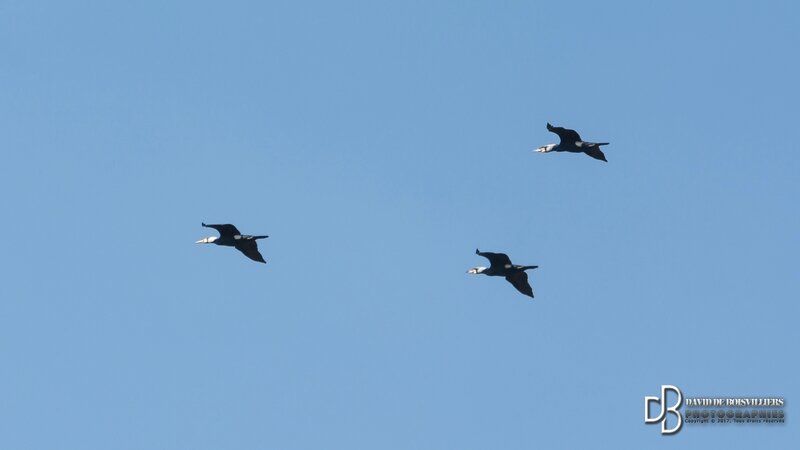 Grand Cormoran (Phalacrocorax carbo)