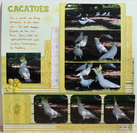 cacatoes