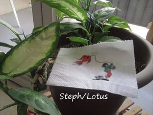 stephlotus