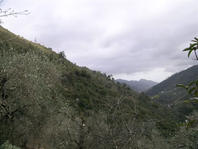 Dolceacqua Rosa 071