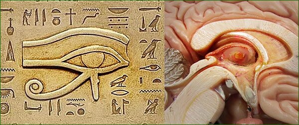 SP201_oeil-horus-et-glande-pineale