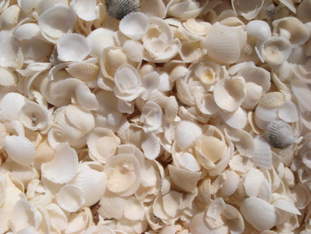 shell_beach_2