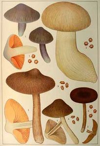 Ricken_entolomas_lt