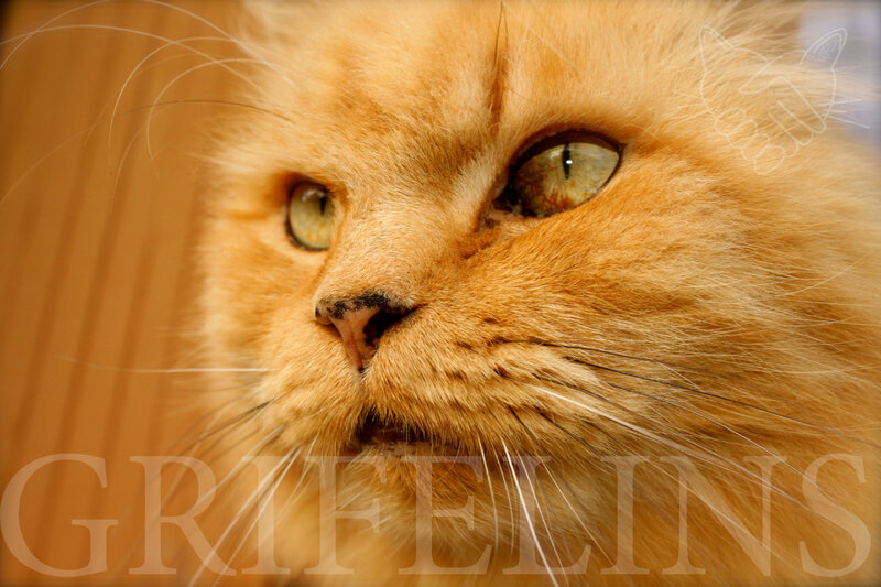 Fersen