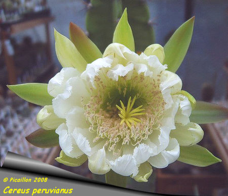 Cereus_peruvianus_2008_fleur