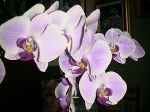 orchid_e_6