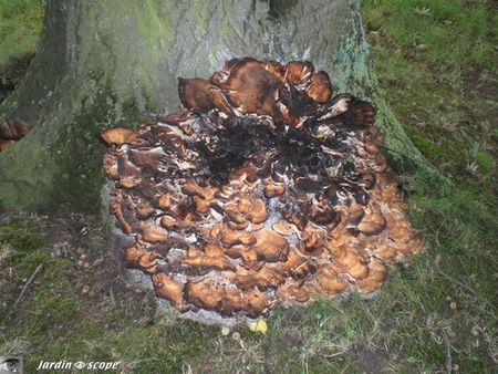 Polypore géant • Meripilus giganteus