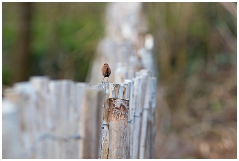 ville oiseau troglo piquets 290117