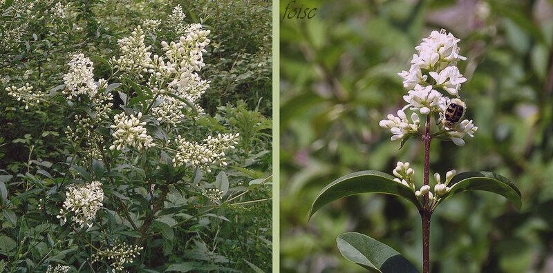 inflorescence en panicule terminale