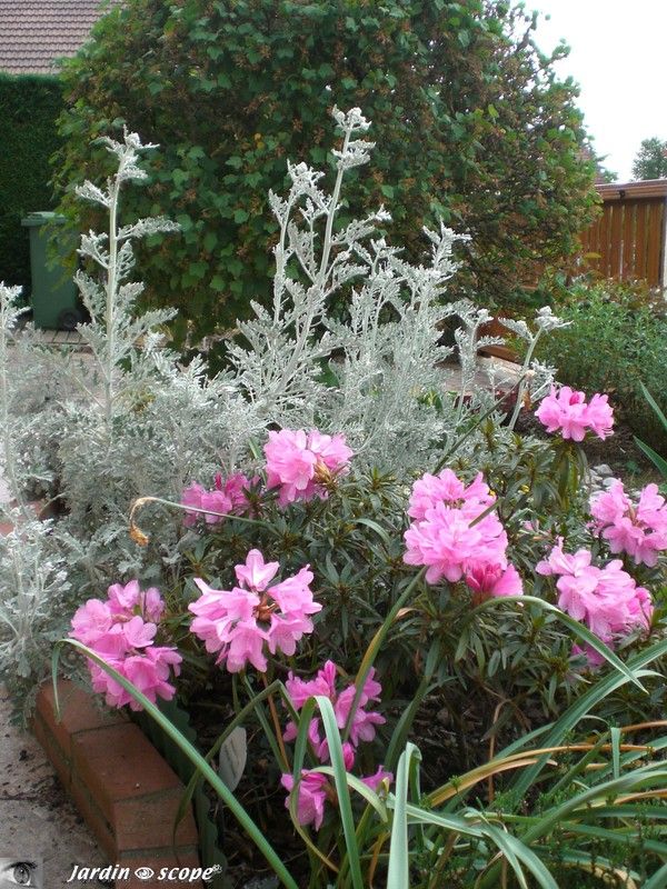 Rhododendron Ponticum 'Graziella' et Cinéraire maritime