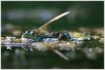 7 Galuchet grenouille oeil 2 300716