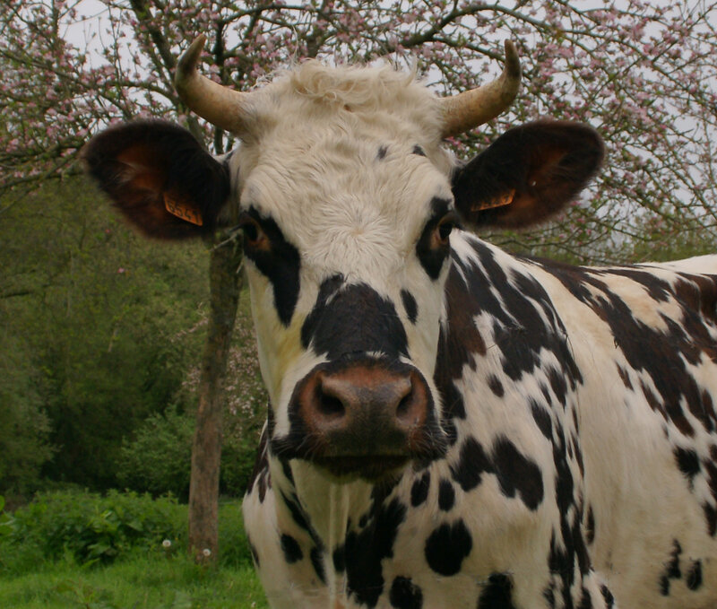 vache-normande-tete