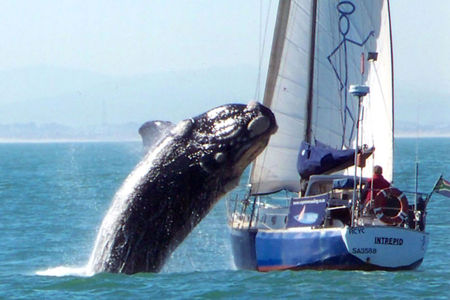 baleine_saute_sur_un_bateau_au_cap