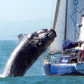Une baleine saute sur un bateau en pleine mer au <b>Cap</b>