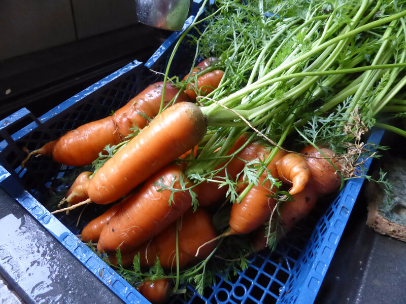 30-carottes (2)