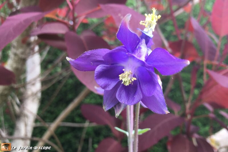 Aquilegia vulgaris bleue
