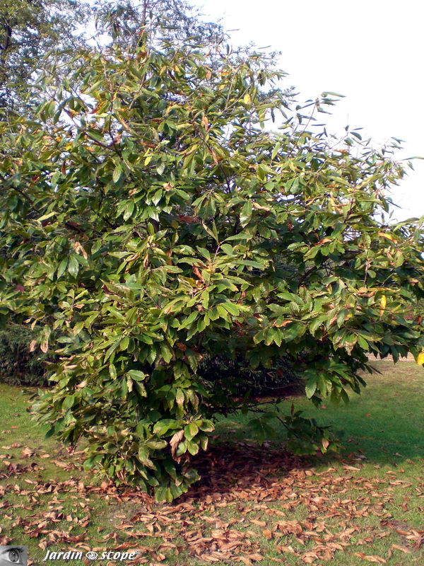 Châtaignier • Castanea sativa Mill. • Fagacées