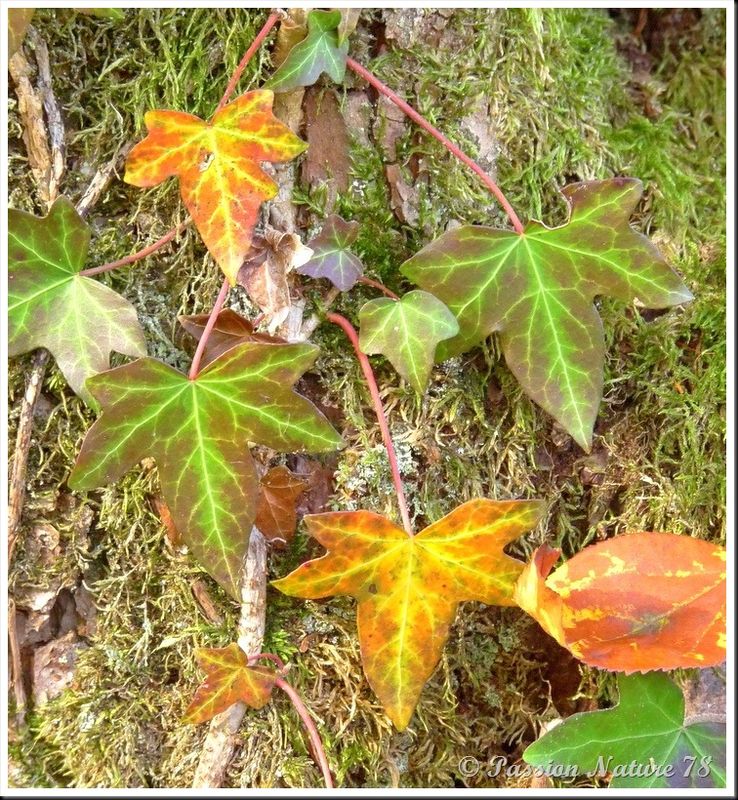 La forêt aux couleurs d'automne (12)