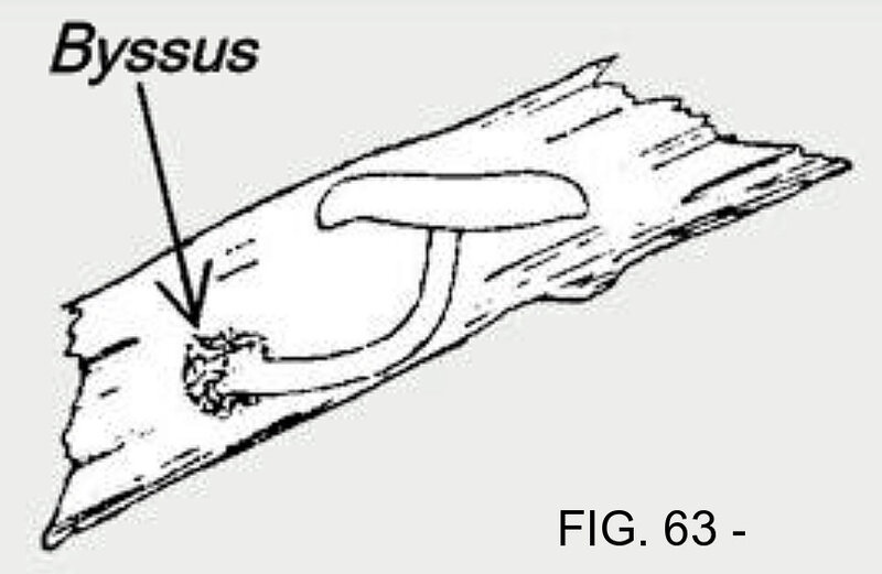 byssus