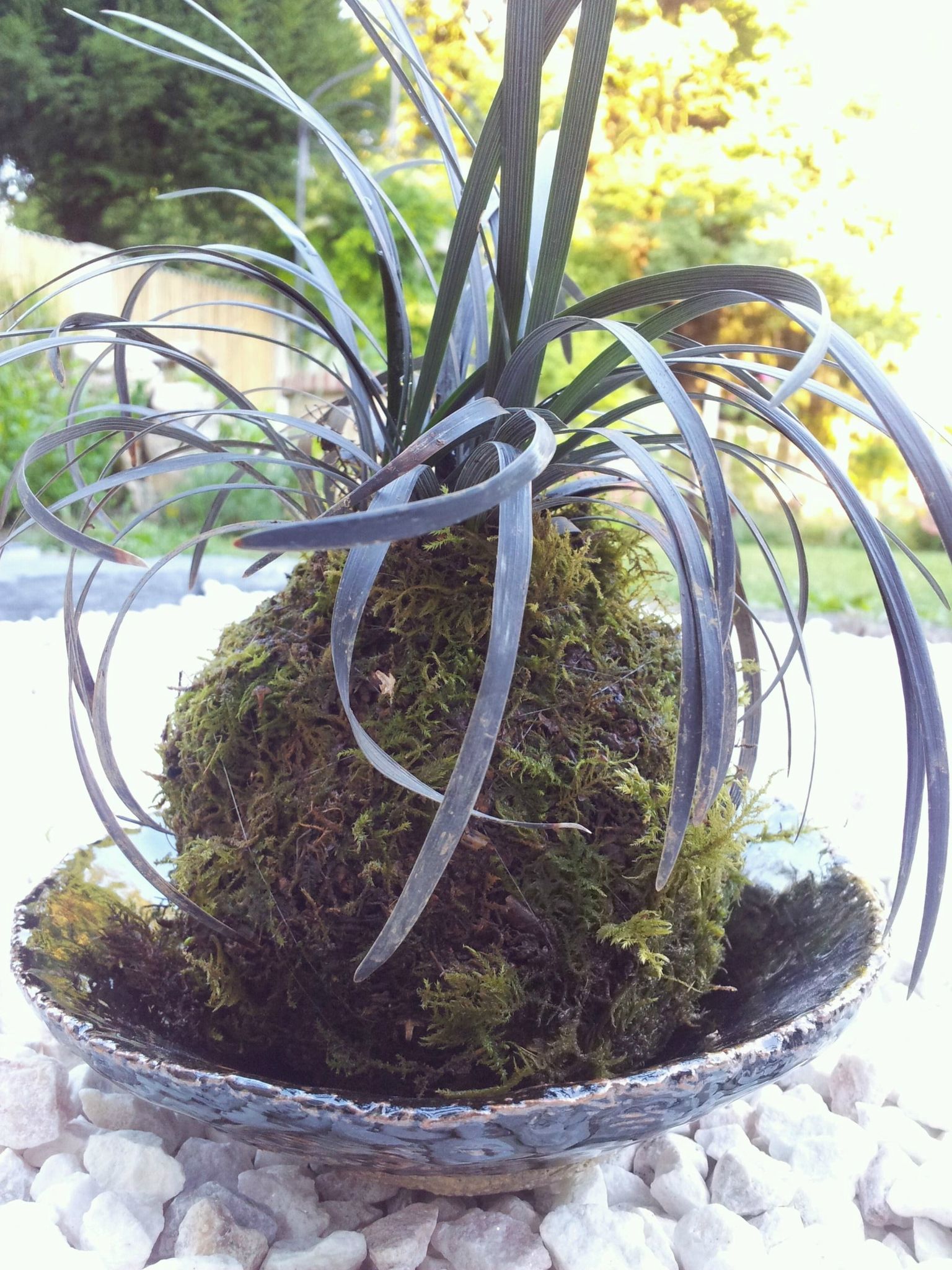 Ophiopogon - 22 euros