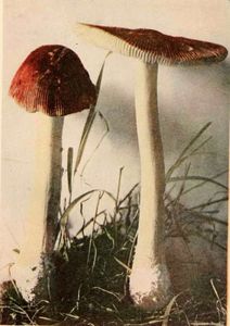 Marshall_Nina_Amanitopsis_parcivolvata_