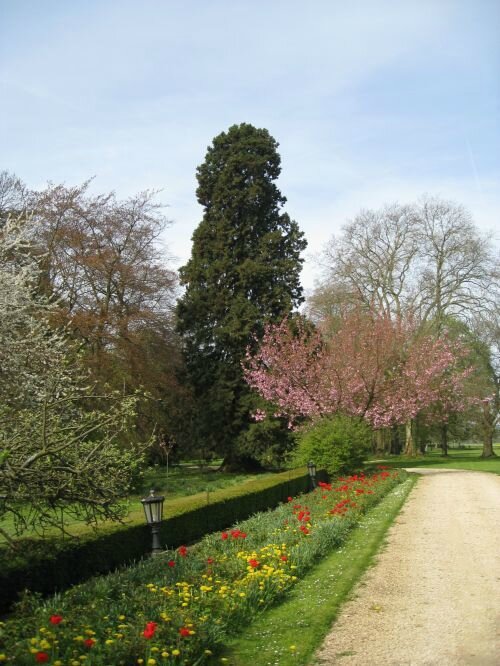 01 - séquoia - Château Forêt