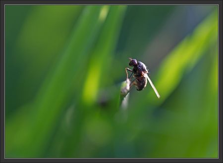 verdure_mouche