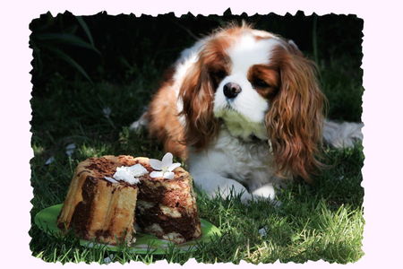 chien_charlotte