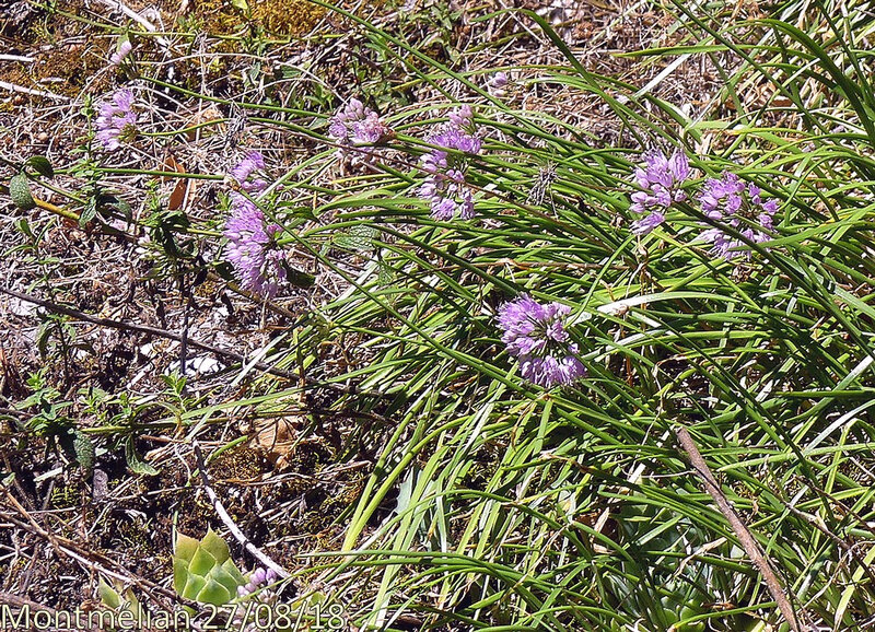 Allium lusitanicum