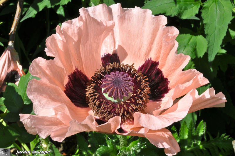 Papaver aux couleurs saumon