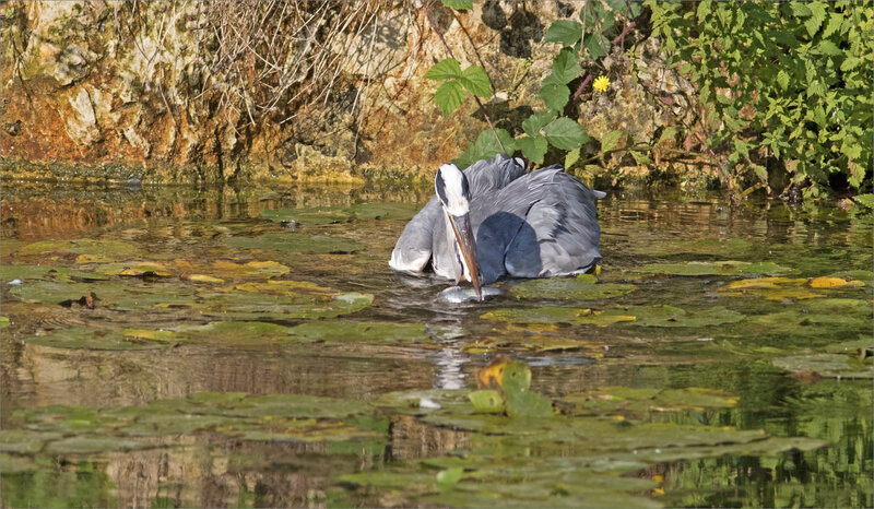 Ville matin oiseau héron pêche 100918 ym 7 poisson