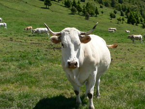 les_vaches_heureuses_d_Aspin